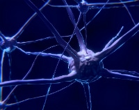 nerve_cell