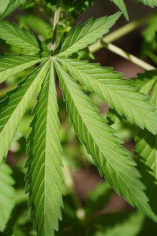 cannabis